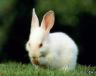 rabbit1.jpg