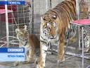 Суматранские тигры на арене тюменского цирка